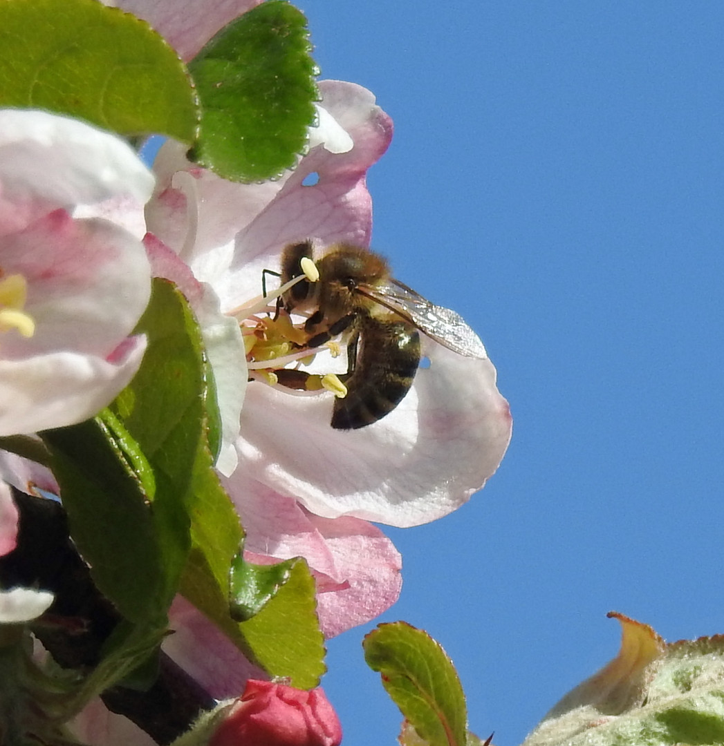 Biene bei der Arbeit im blühenden Apfelbaum