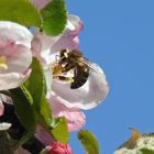 Biene bei der Arbeit im blühenden Apfelbaum