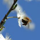 Biene bei der Futtersuche