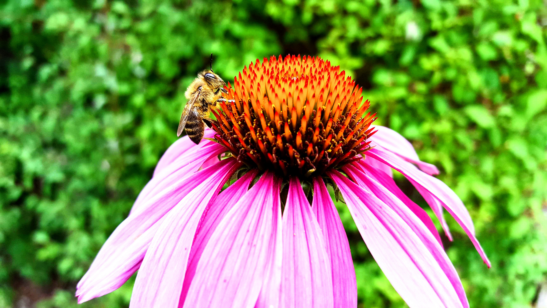 Biene bei der Gartenarbeit....