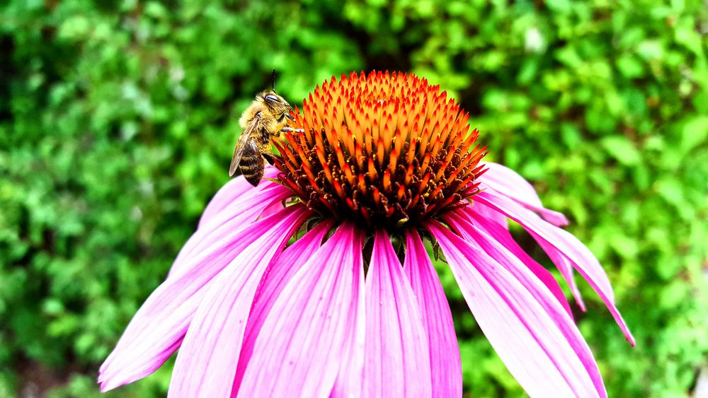 Biene bei der Gartenarbeit....