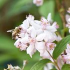 Biene bei der Gartenarbeit