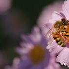 Biene bei der Nahrungsaufnahme