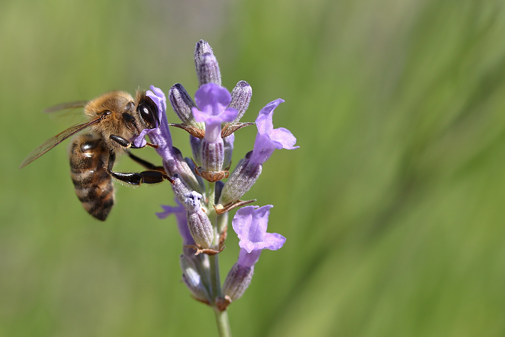 Biene bei der Nahrungsaufnahme am Lavendel