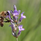Biene bei der Nahrungsaufnahme am Lavendel