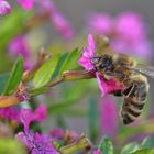 Biene bei der Nahrungsaufnahme