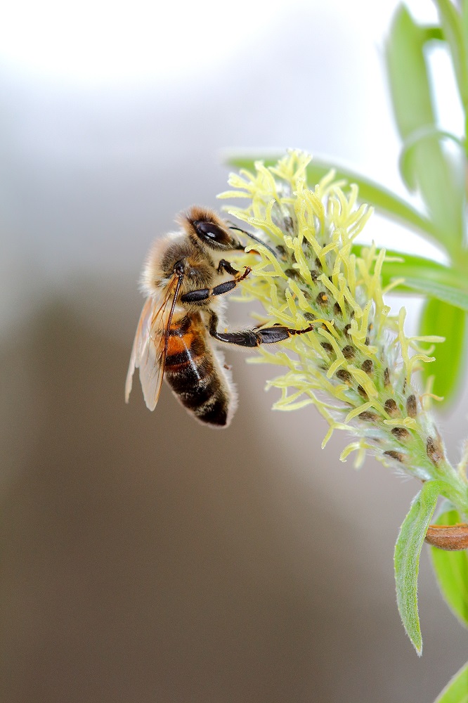 Biene bei der Nektarernte