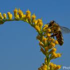 Biene bei der Rast