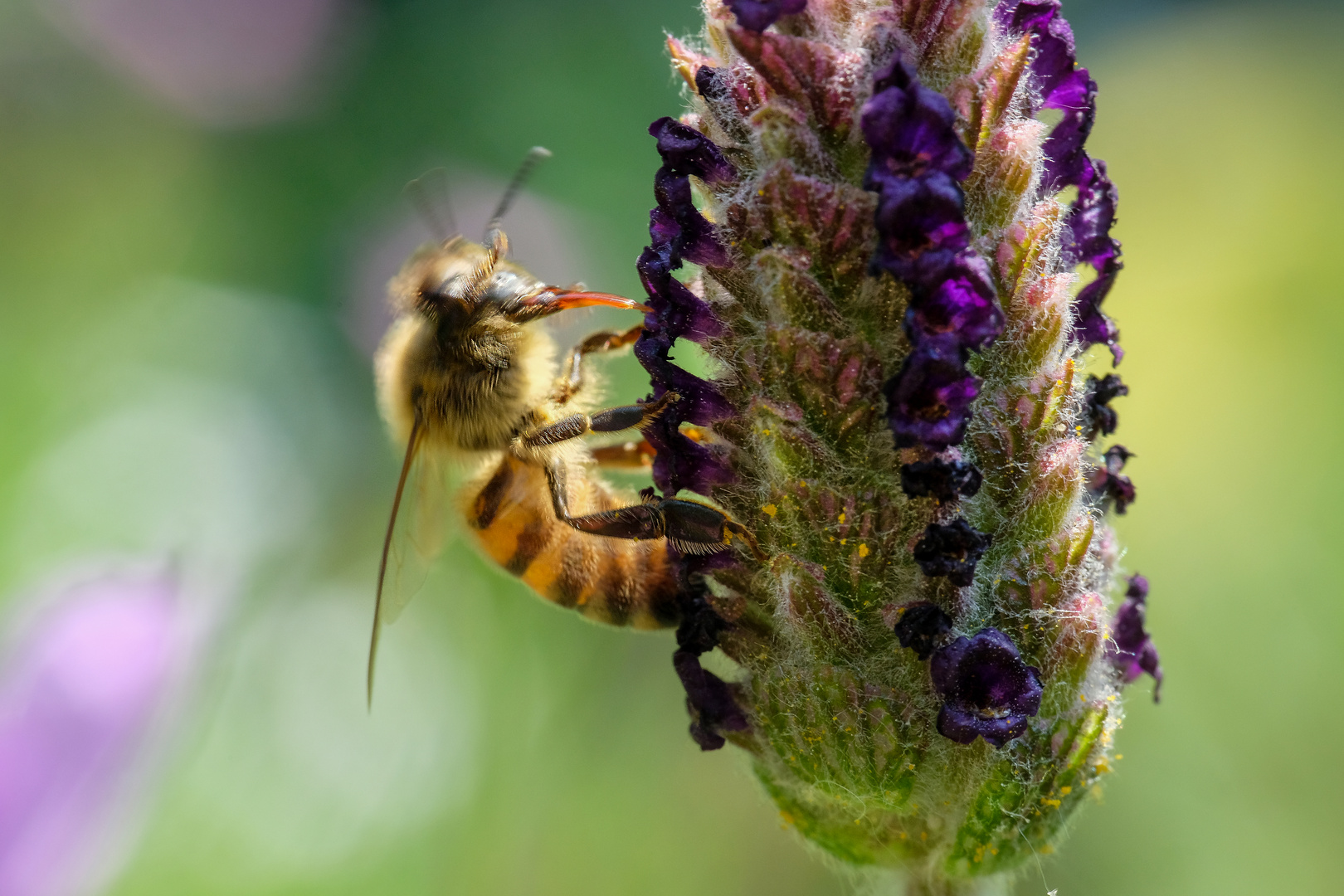 Biene bei Lavendelblüte