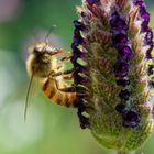 Biene bei Lavendelblüte