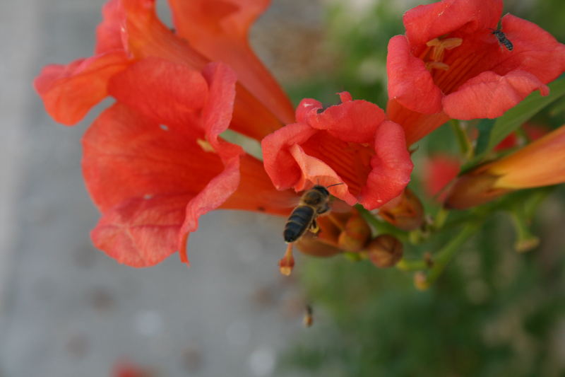 Biene bei Nektar suche (im Flug)