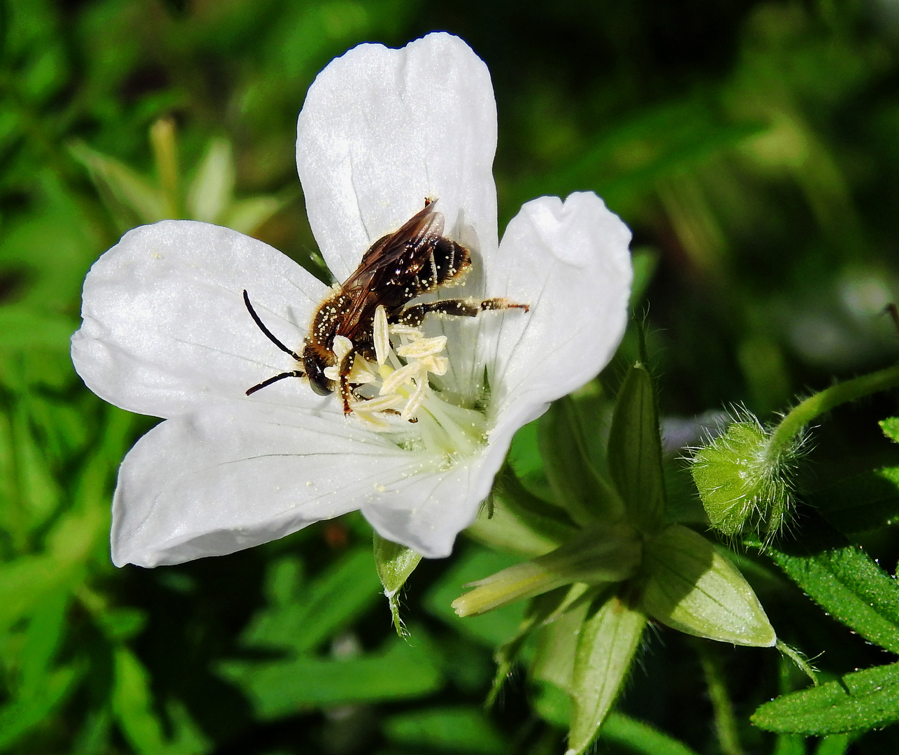  Biene bei Nektarsuche in weißer Blüte des Schlitzblättriger Storchschnabel 