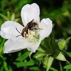  Biene bei Nektarsuche in weißer Blüte des Schlitzblättriger Storchschnabel 