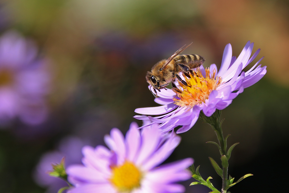 Biene beim Abfllug an einer Herbstaster