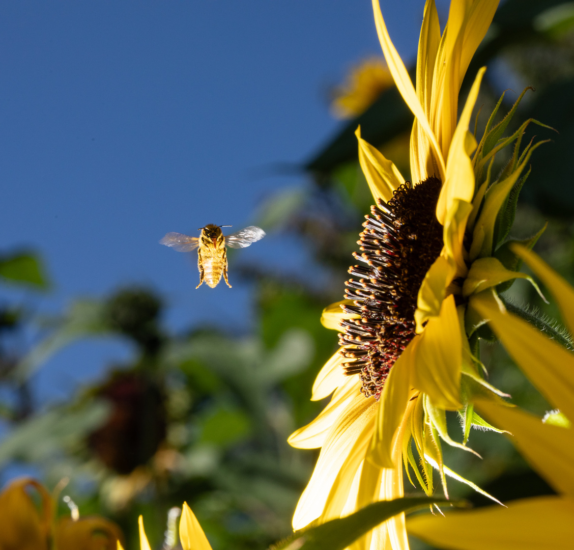 Biene beim Abflug