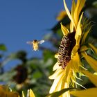 Biene beim Abflug