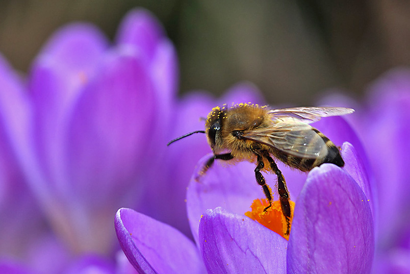 Biene beim Abflug