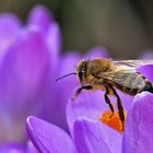 Biene beim Abflug