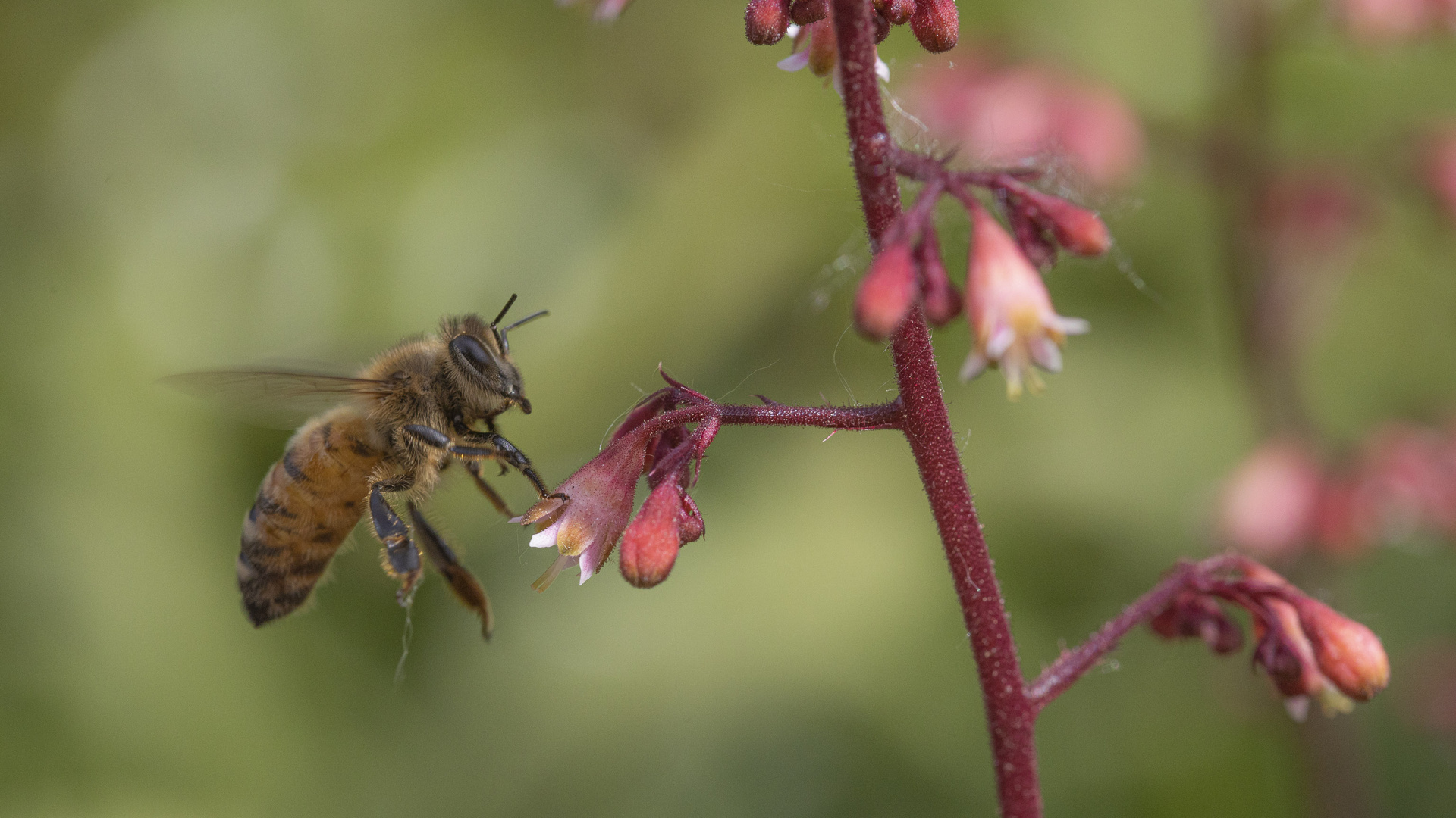 Biene beim Abflug