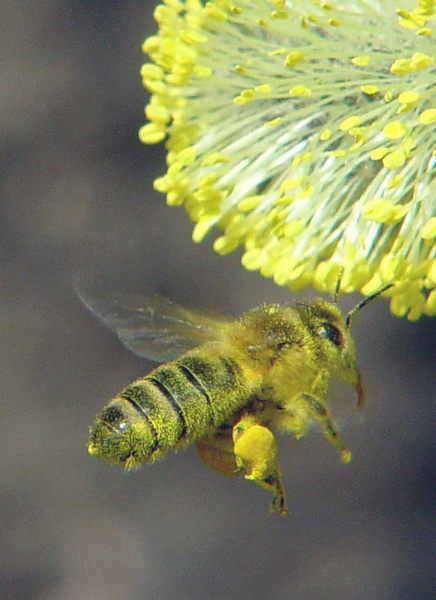 Biene beim Abflug