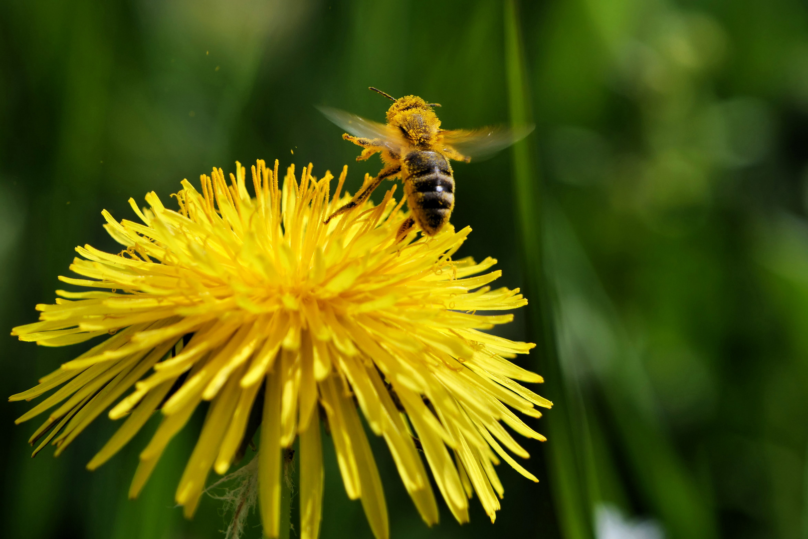 Biene beim Abflug