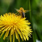 Biene beim Abflug