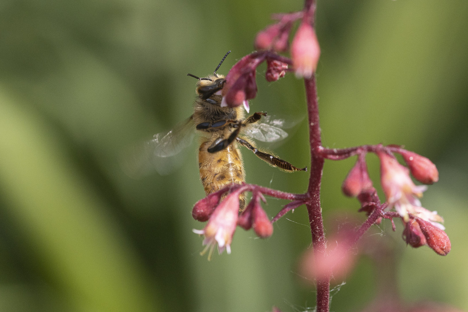 Biene beim Abflug II