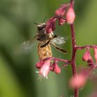 Biene beim Abflug II