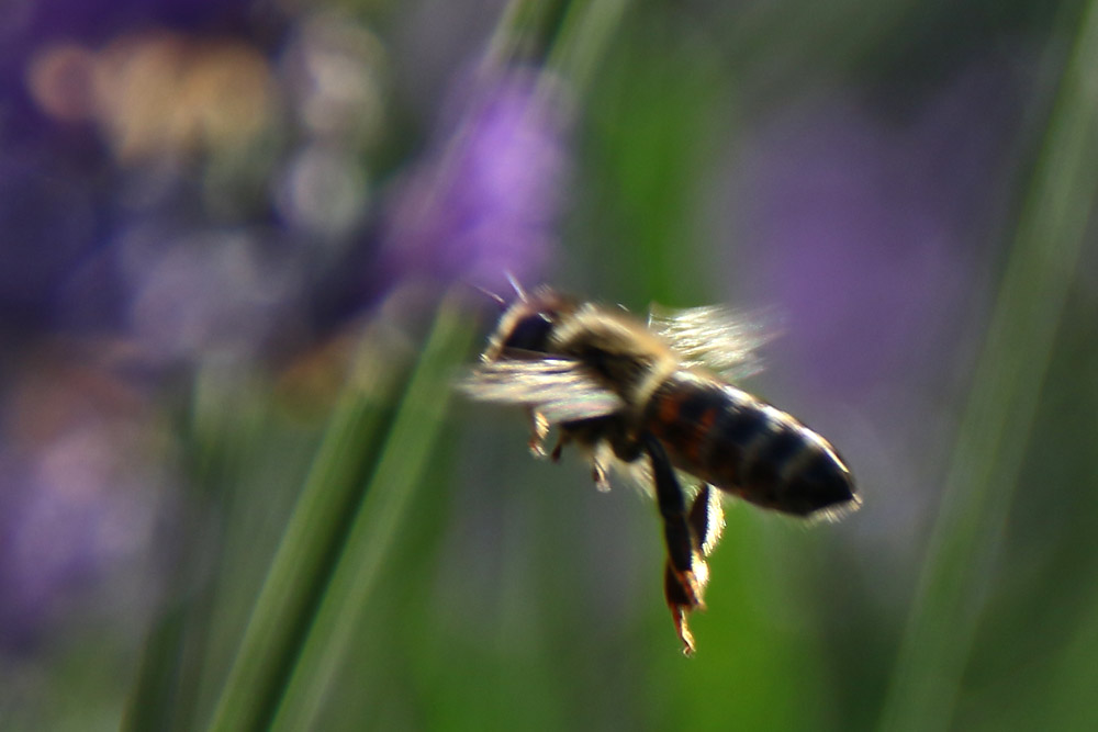 Biene beim Abflug im leichten Gegenlicht