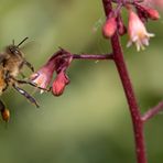 Biene beim Anflug