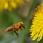 Biene beim Anflug an die Löwenzahnblüten