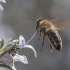 Biene beim Anflug auf eie Rosmarinblüte