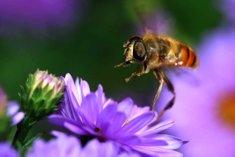 Biene beim Anflug