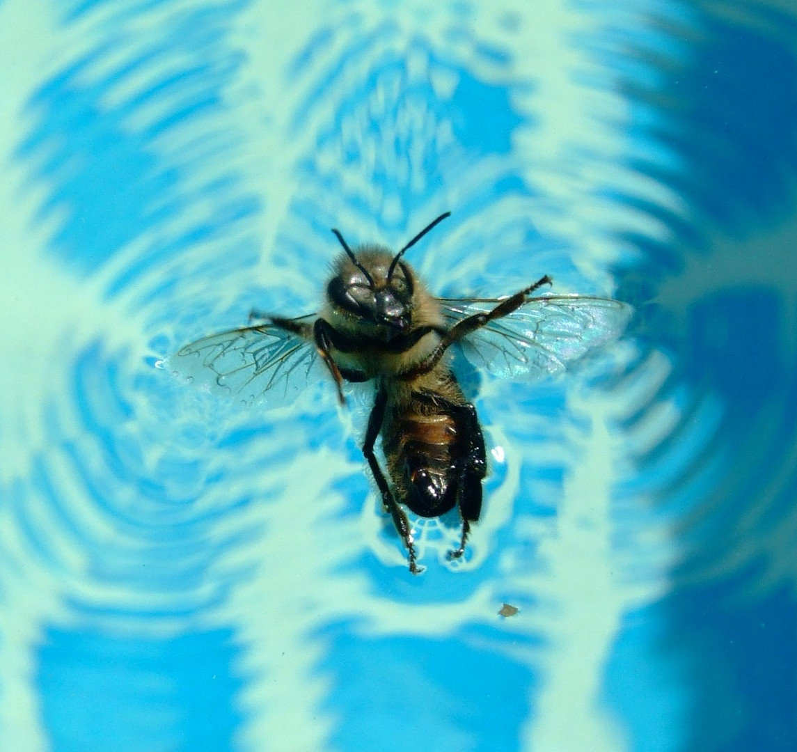 Biene beim Baden