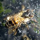 Biene beim Baden