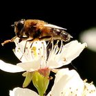 Biene beim Bestäuben