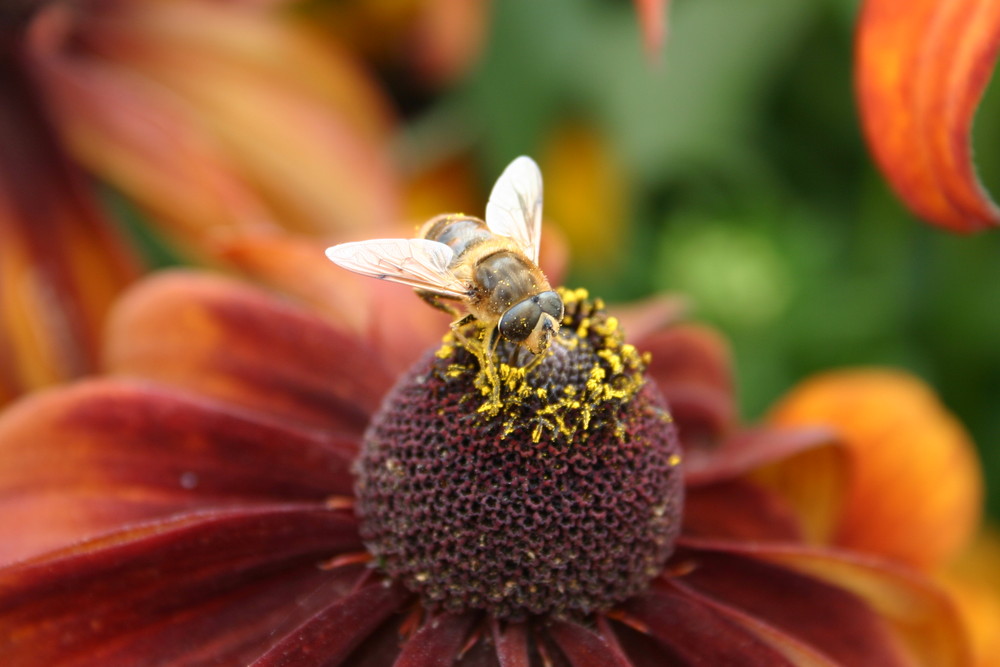 Biene beim bestäuben einer Blume