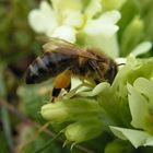 Biene beim bestäuben einer Schlüsselblume