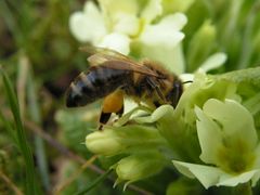 Biene beim bestäuben einer Schlüsselblume