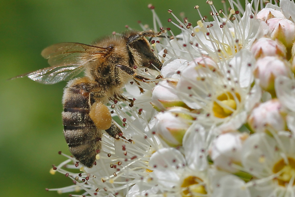 Biene beim Blüten-Naschen