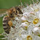 Biene beim Blüten-Naschen