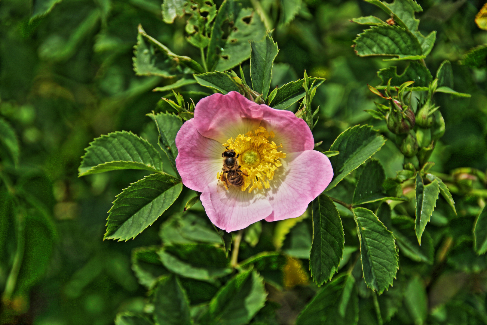 Biene beim Blütenstaub ernten 