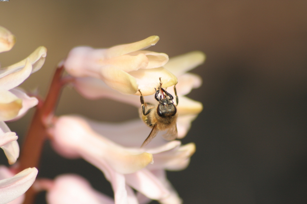 Biene beim Blütenstaub sammeln