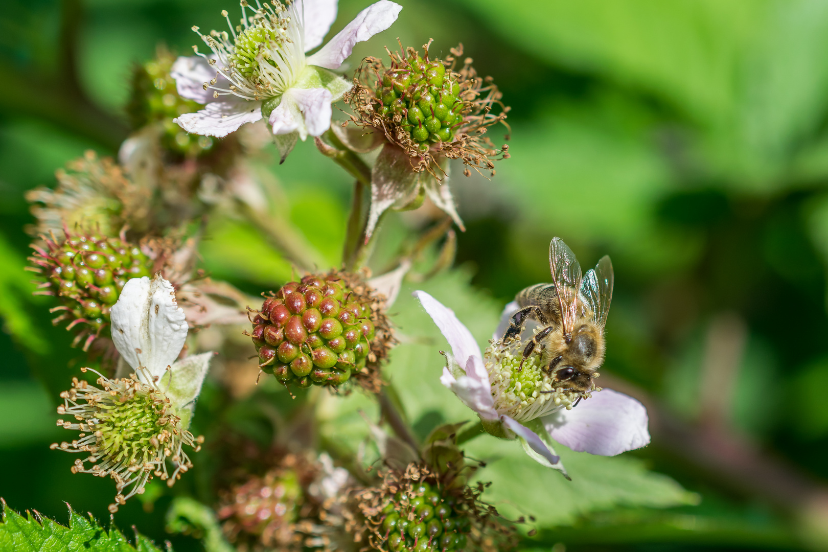 Biene beim Brombeeren bestäuben