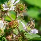 Biene beim Brombeeren bestäuben