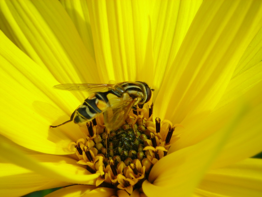 Biene beim essen