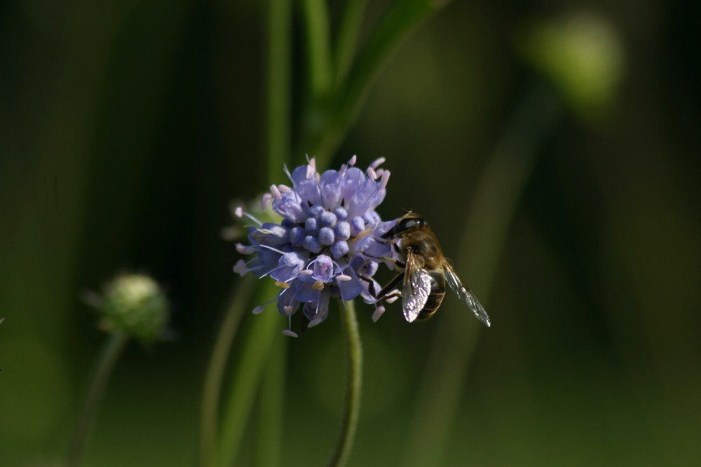 Biene beim Festschmaus