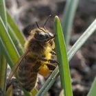 Biene beim Frühlingssonne tanken