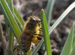 Biene beim Frühlingssonne tanken