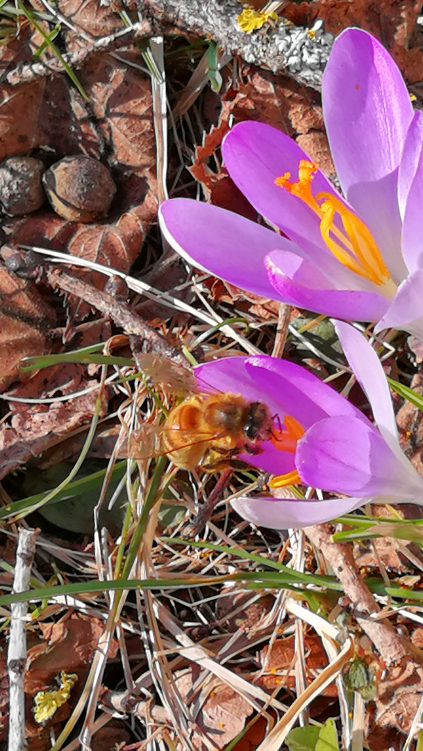 Biene beim Frühstück